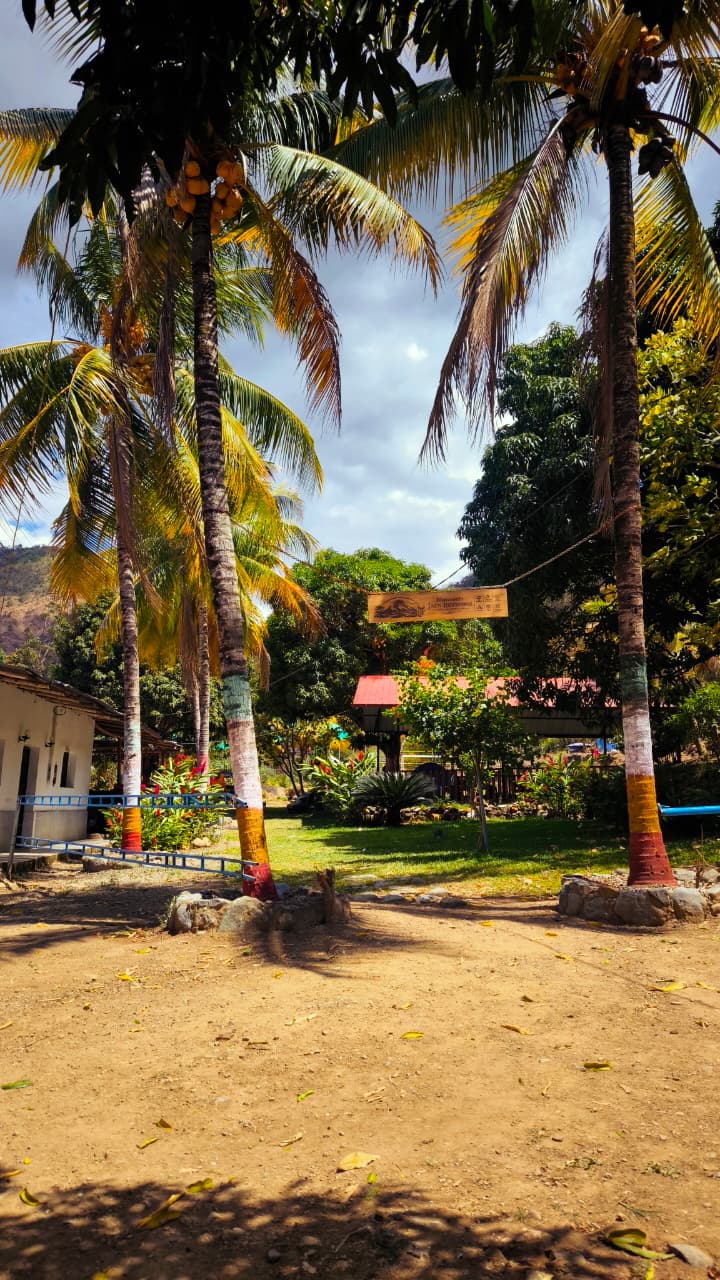 Avenida de Palmeras Cocoteras